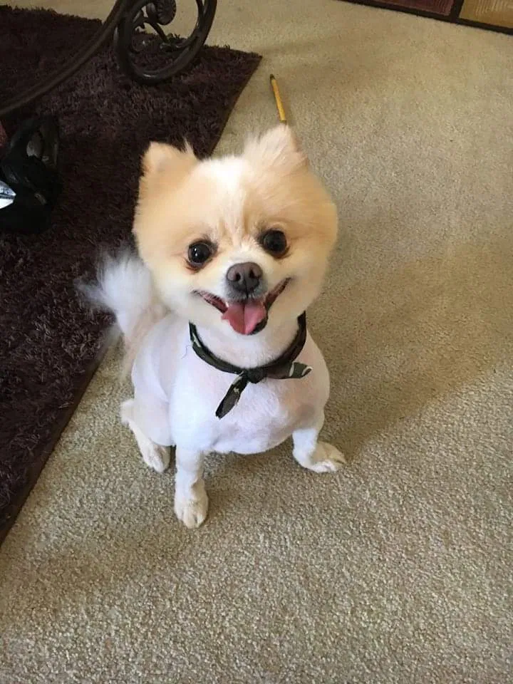 Lost dog in Cleveland, OH, 44111