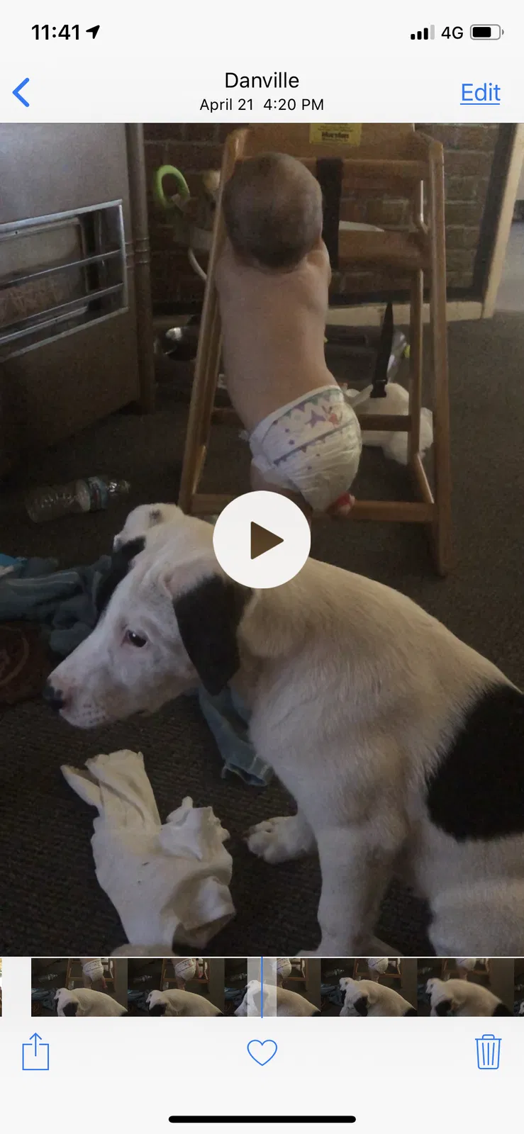 Lost dog in Danville, IN, 46122