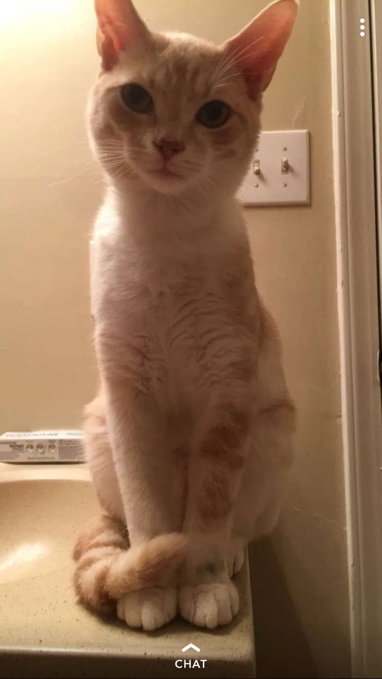 Lost cat in Greenville, NC, 27858