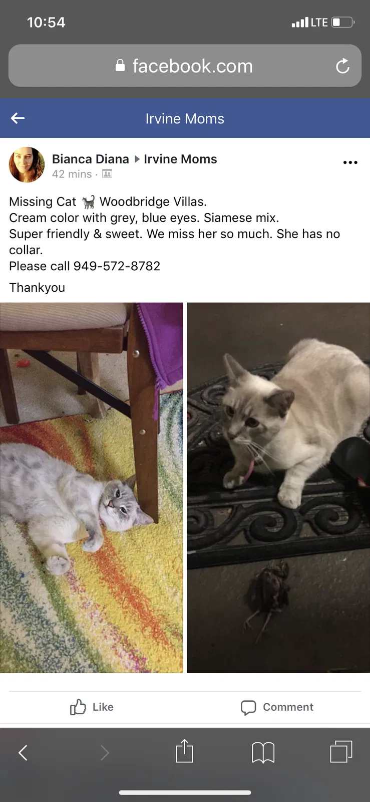 Lost cat in Irvine, CA, 92614
