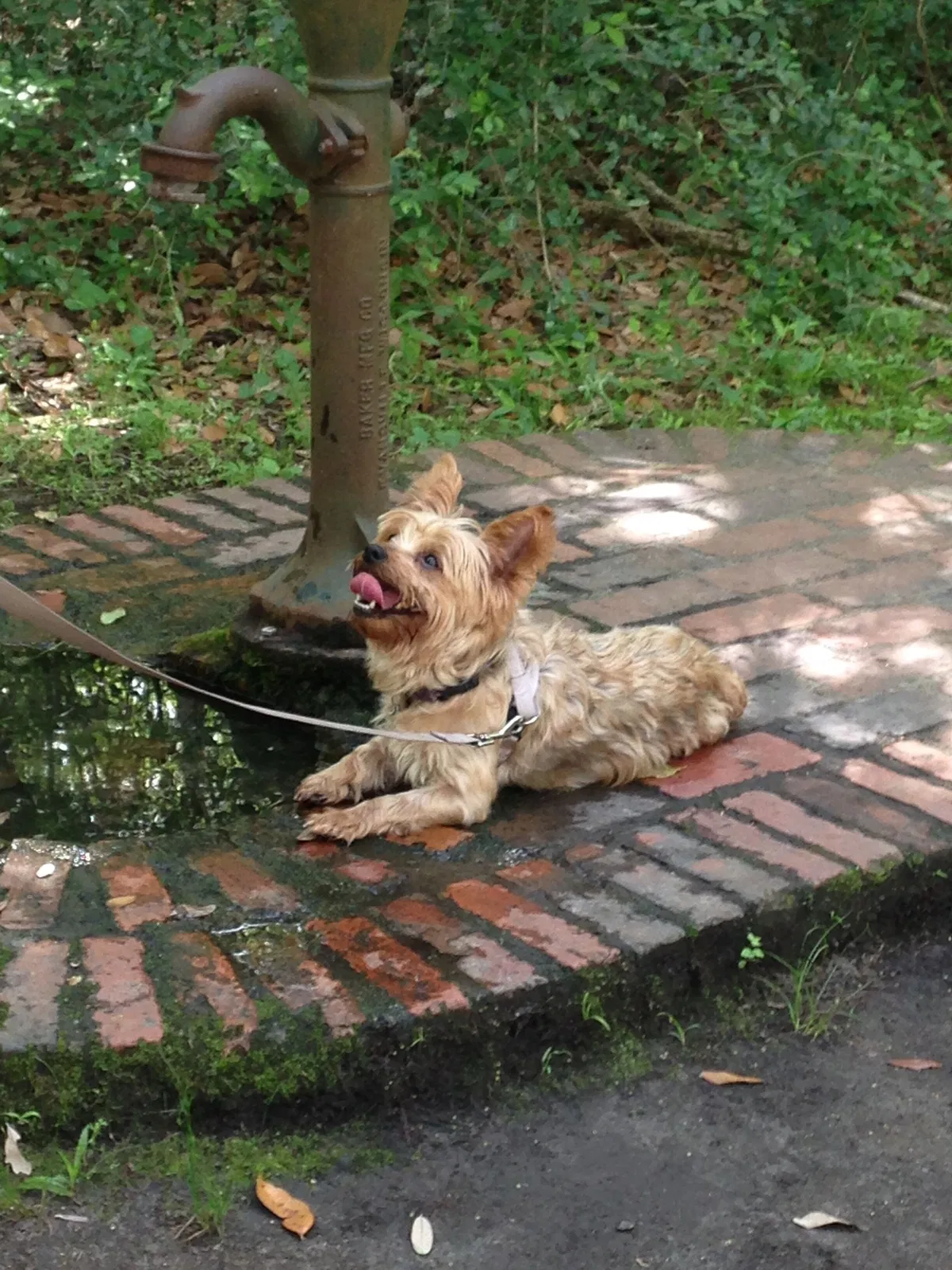 Lost dog in Aiken, SC, 29801