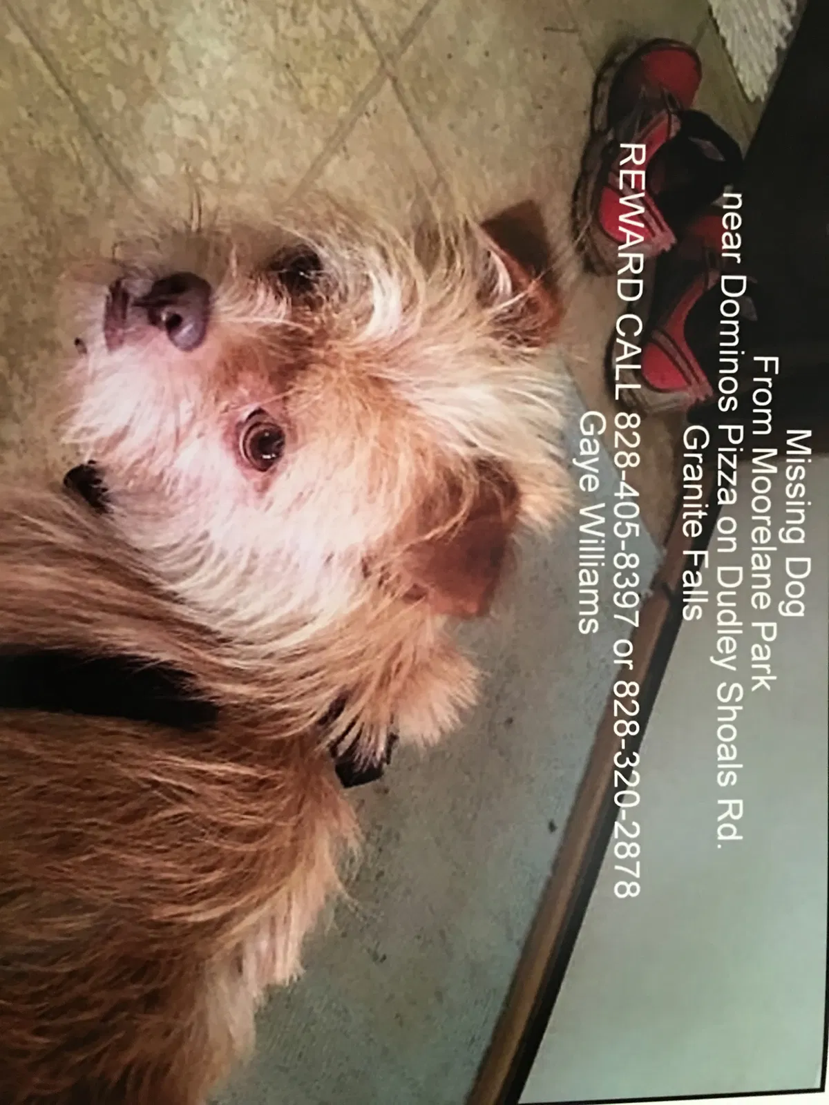 Lost dog in Granite Falls, NC, 28630