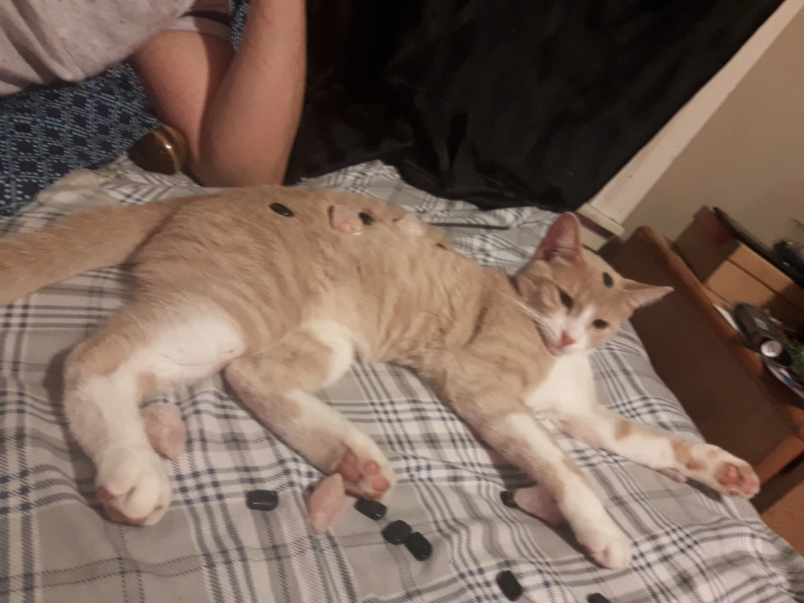 Lost cat in Green Bay, WI, 54304