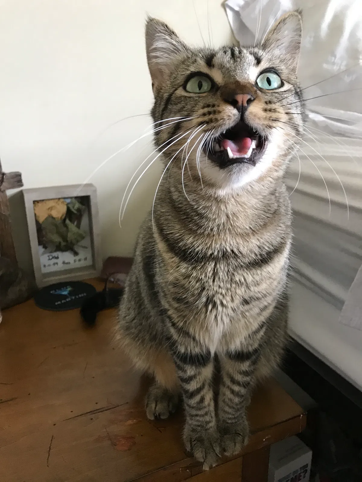 Lost cat in Baton Rouge, LA, 70820