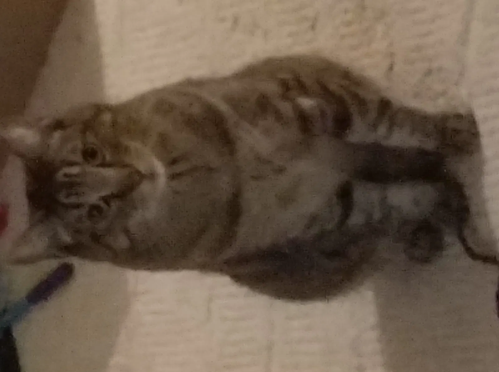 Lost cat in Fort Collins, CO, 80525