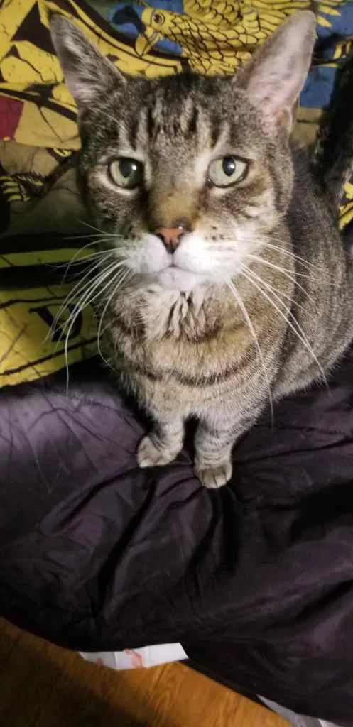 Lost cat in Lafayette Hill, PA, 19444
