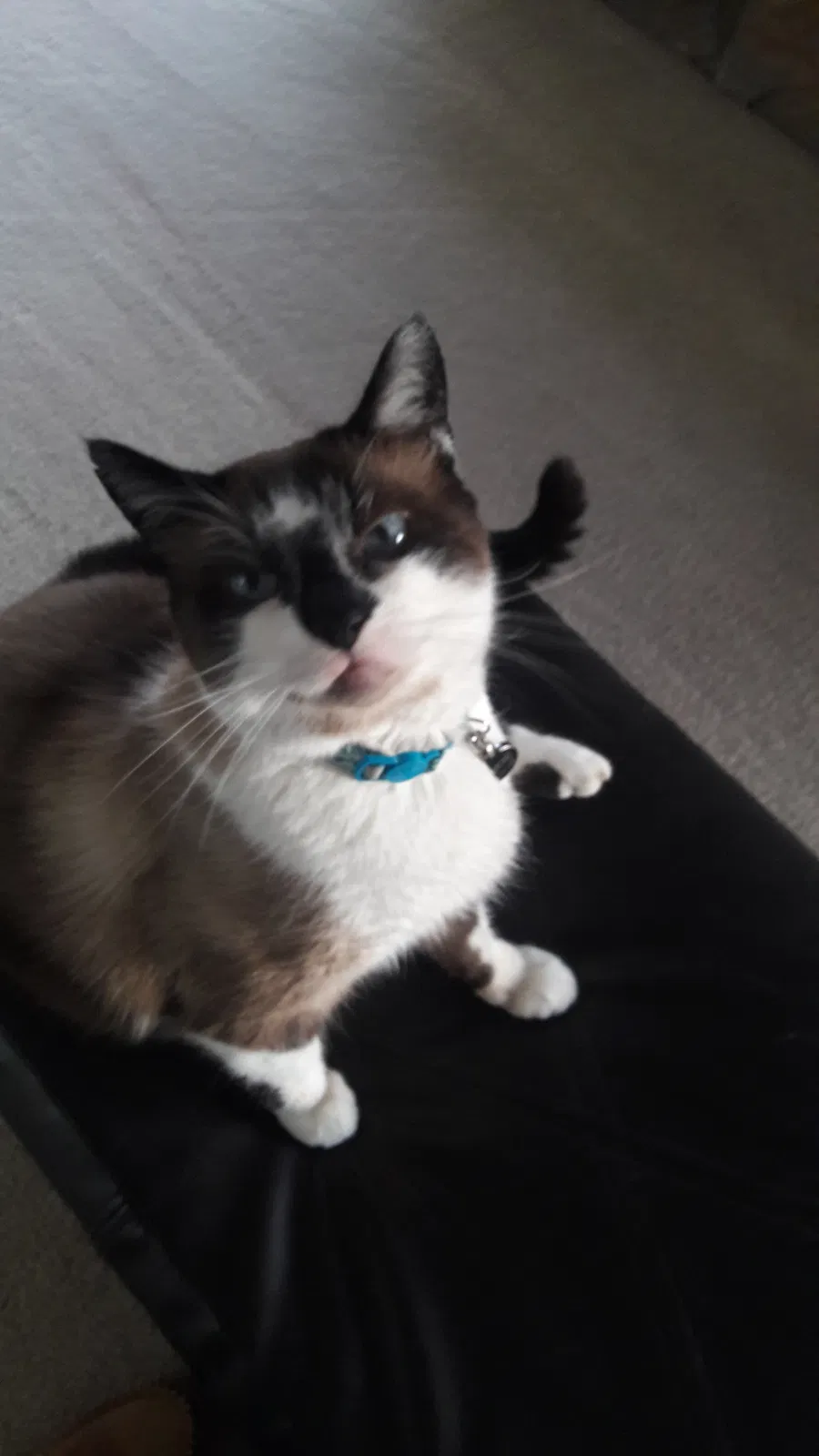 Lost cat in San Bernardino, CA, 92404