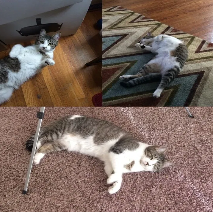 Lost cat in Albuquerque, NM, 87114