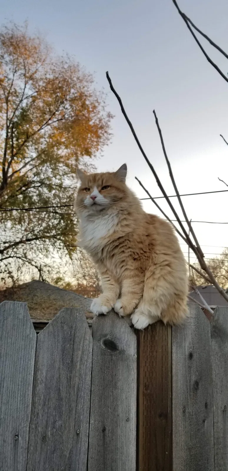 Lost cat in West Jordan, UT, 84084