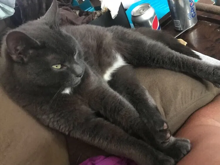 Lost cat in Gibbstown, NJ, 8027
