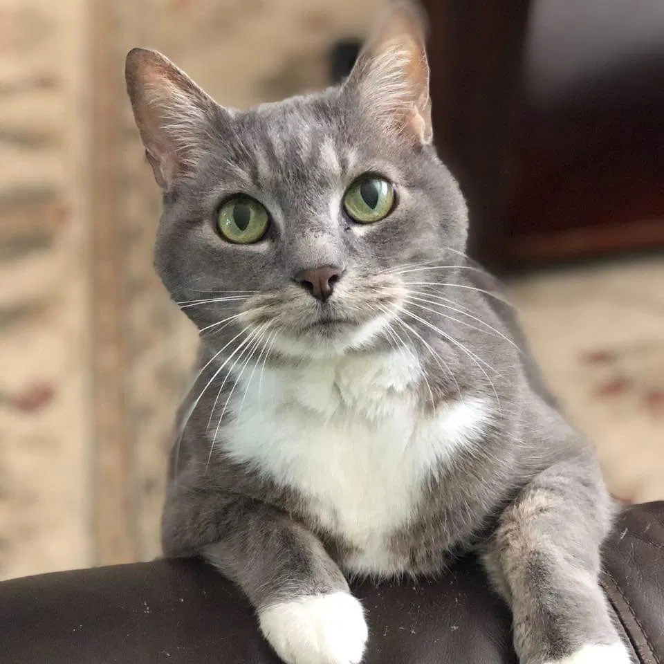 Lost cat in Chesapeake, VA, 23323