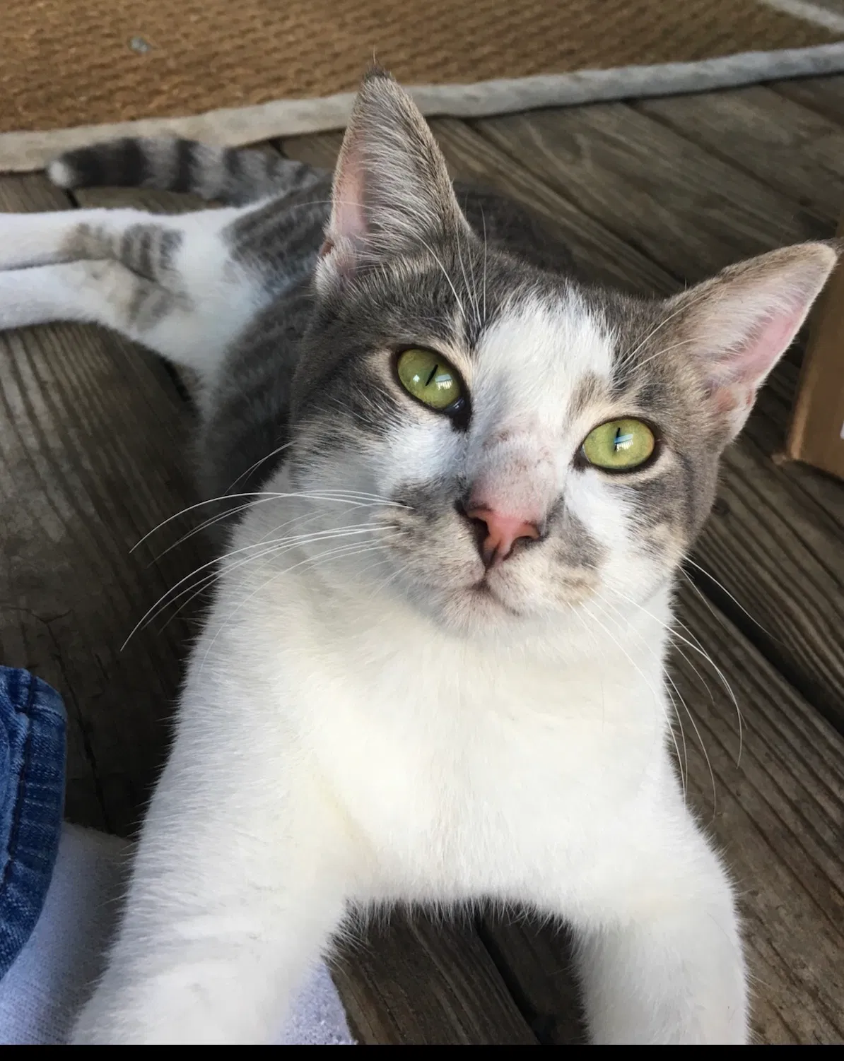 Lost cat in Fayetteville, NC, 28311