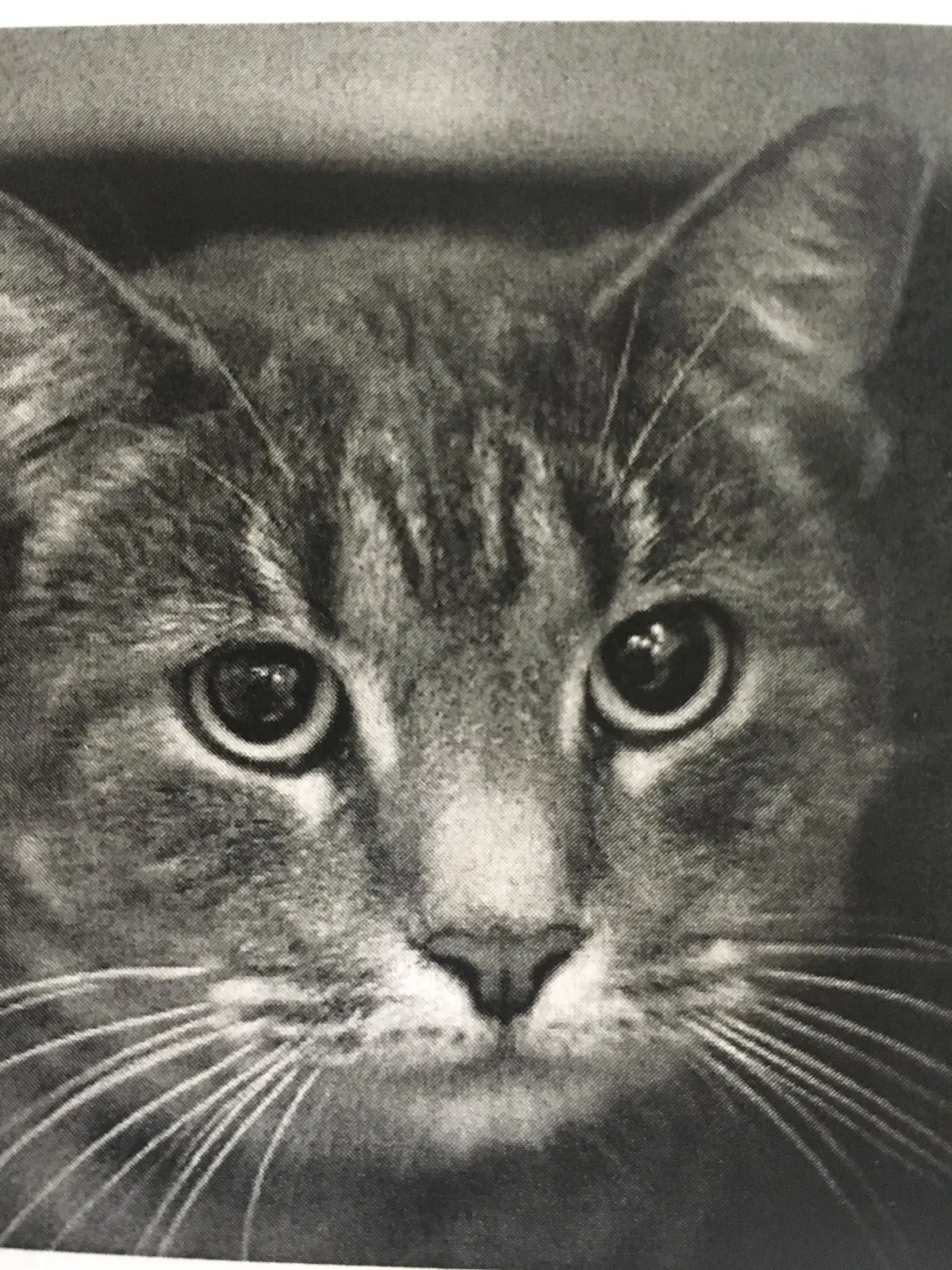 Lost cat in Youngstown, OH, 44512