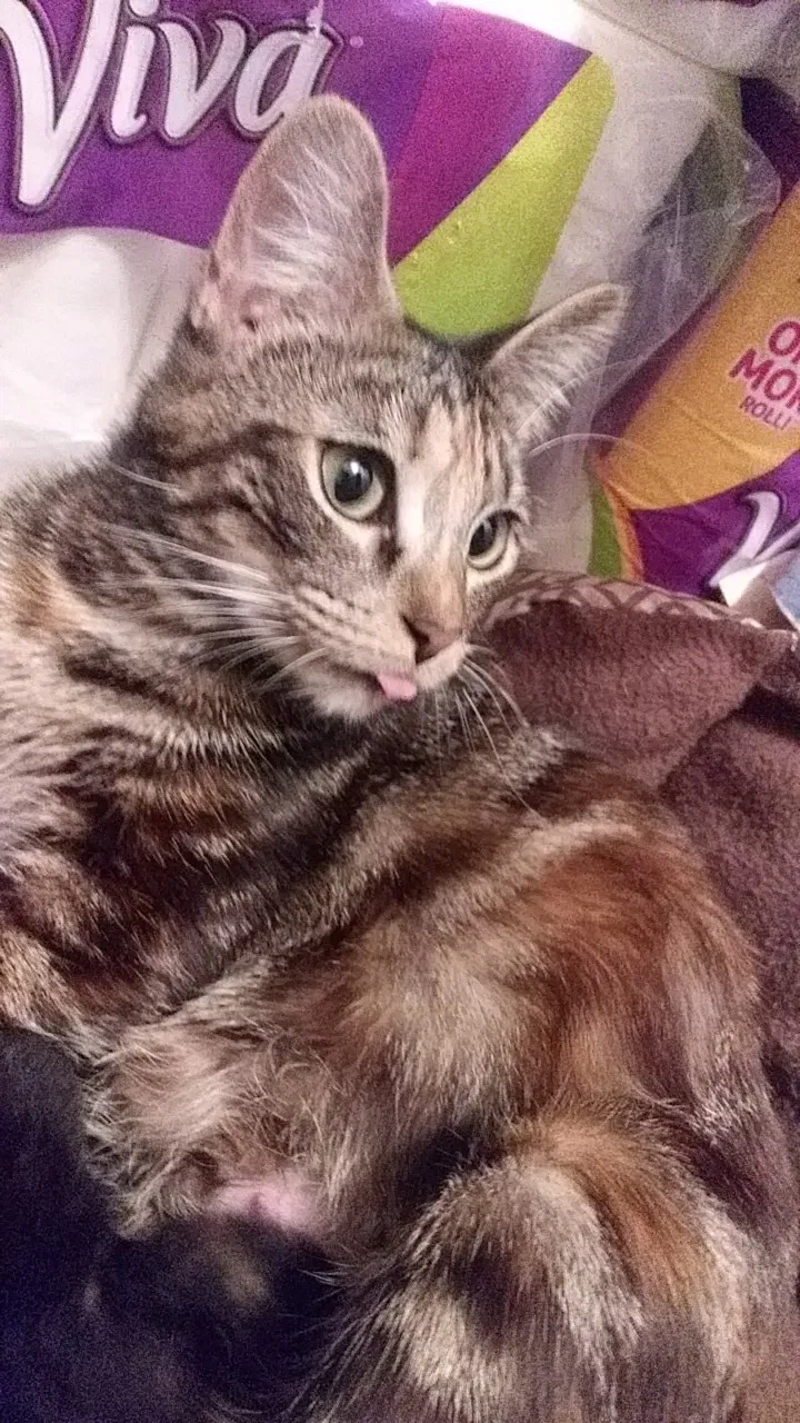 Lost cat in Soddy Daisy, TN, 37379