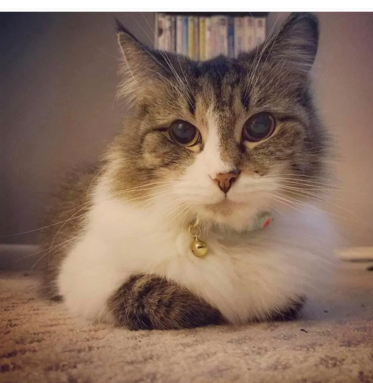 Lost cat in Philadelphia, PA, 19135