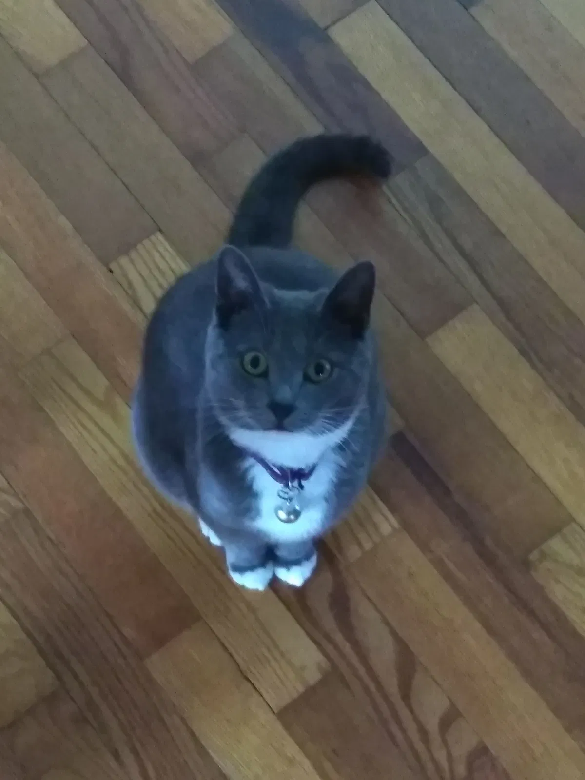 Lost cat in Greer, SC, 29650