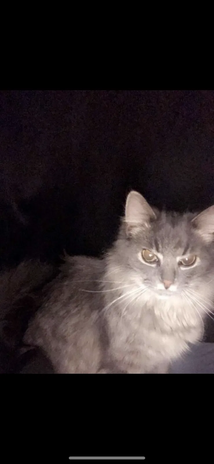 Lost cat in Attica, IN, 47918