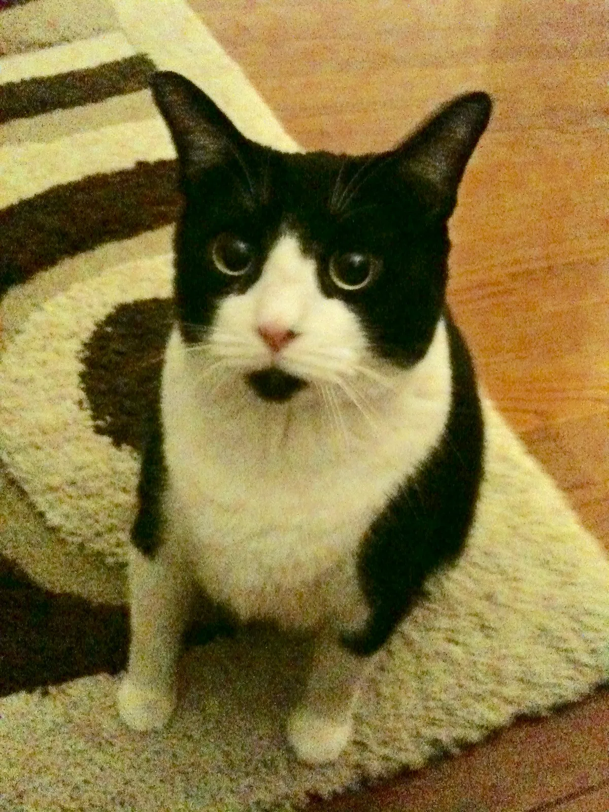 Lost cat in Broomall, PA, 19008