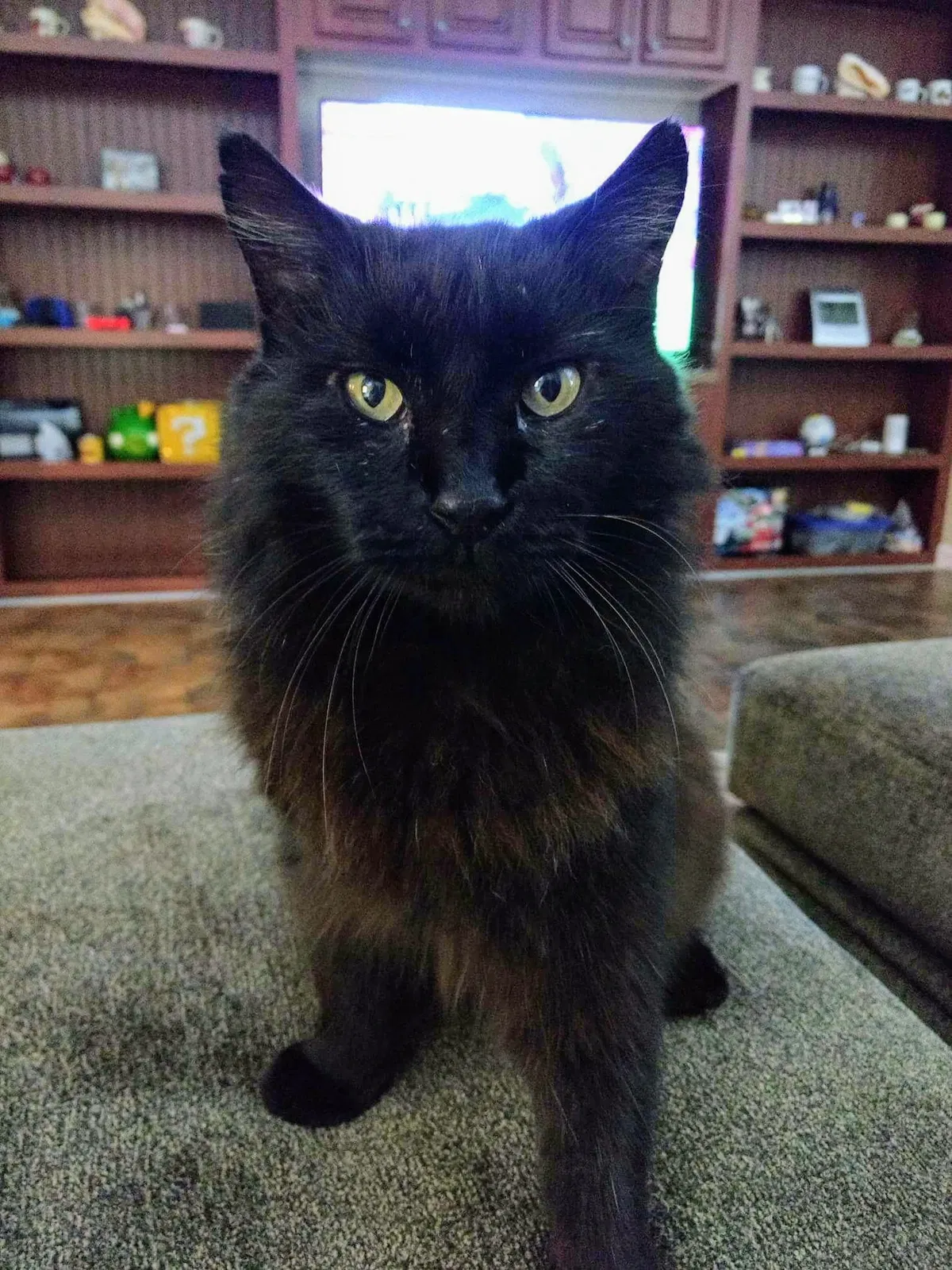 Lost cat in Lecanto, FL, 34461