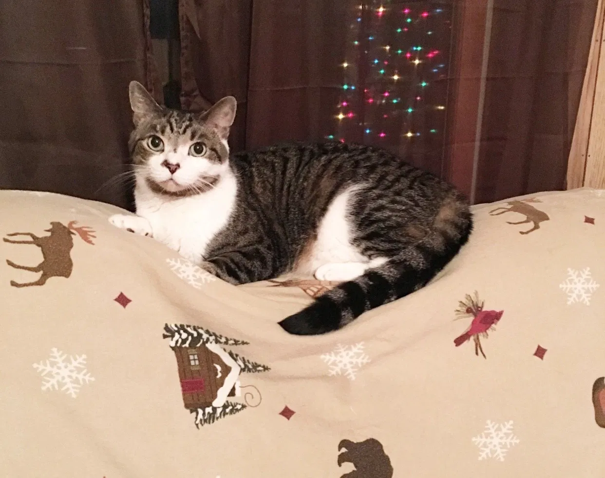 Lost cat in Capon Bridge, WV, 26711