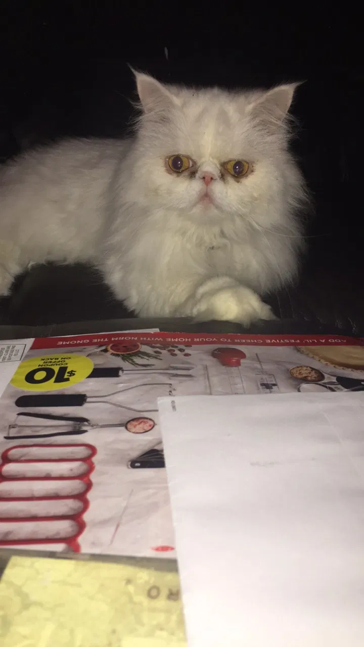 Lost cat in Brownsburg, IN, 46112