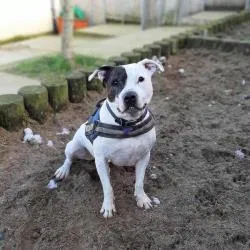 Lost dog in Hanford, CA, 93230