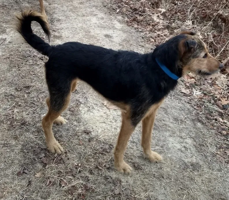 Lost dog in Black River Falls, WI, 54615