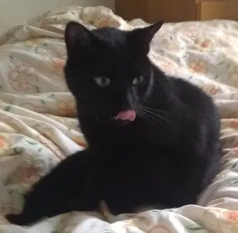 Lost cat in Walled Lake, MI, 48390