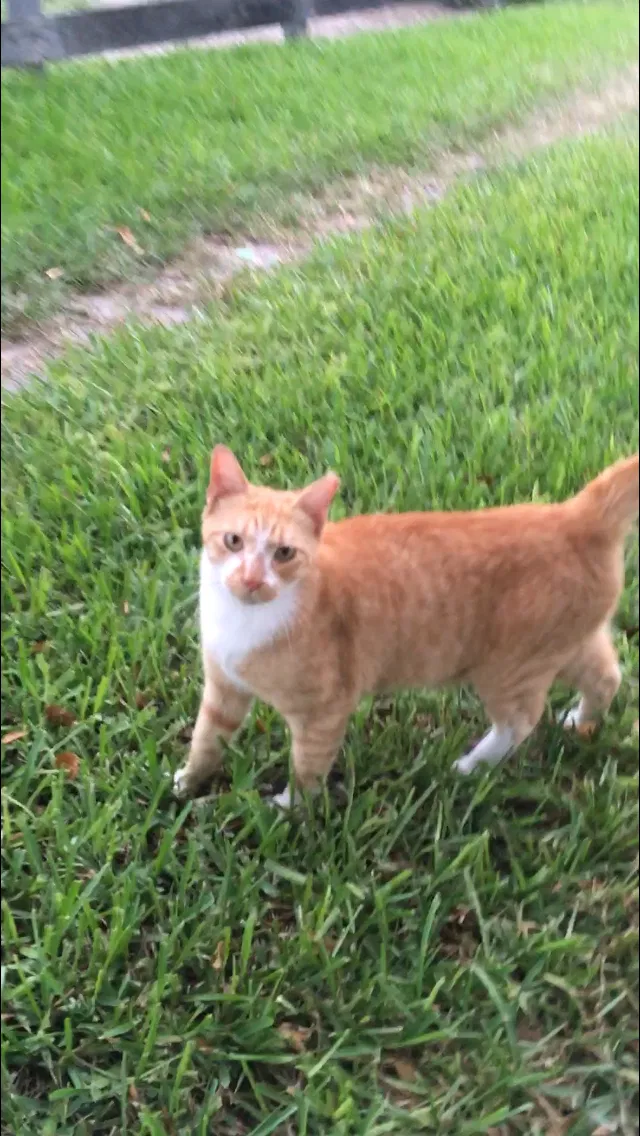 Lost cat in Miami, FL, 33196