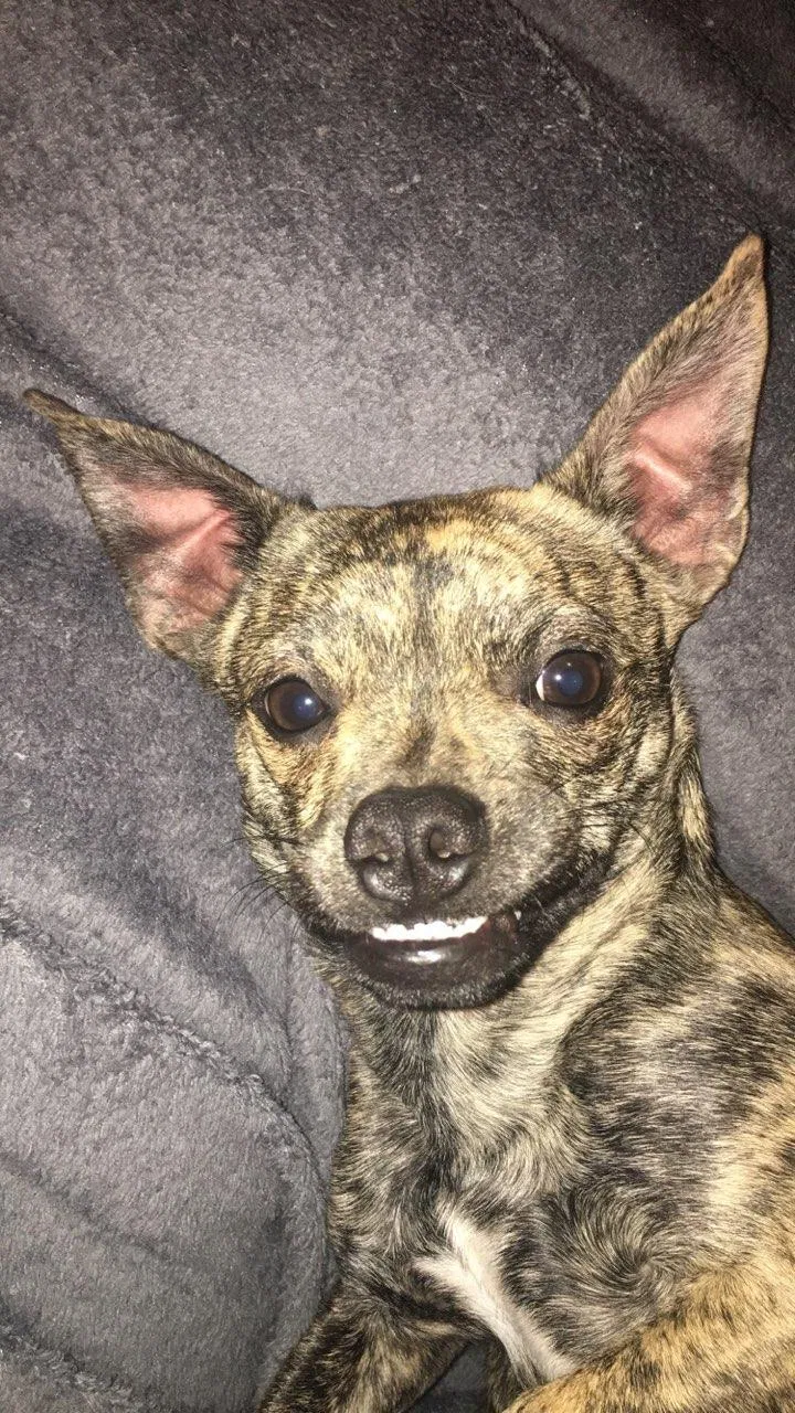 Lost dog in Wichita, KS, 67208