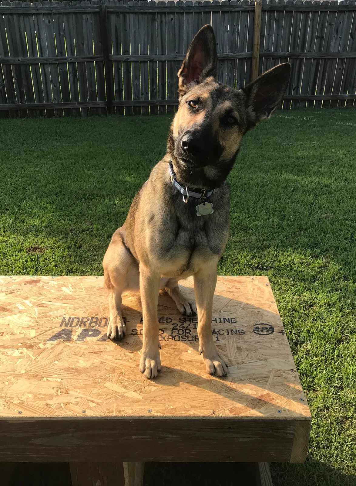 Lost dog in Sanford, NC, 27330
