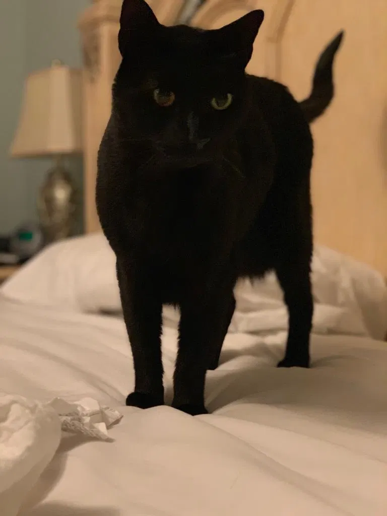 Lost cat in Charlotte, NC, 28277