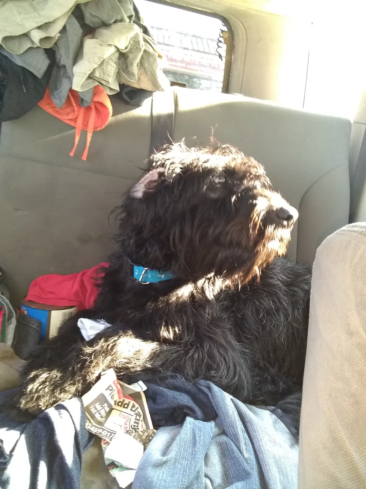 Found dog in North Little Rock, AR, 72118