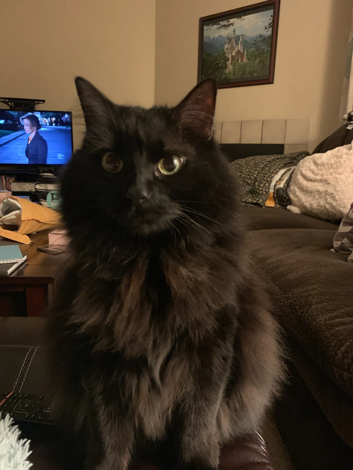 Lost cat in Kansas City, MO, 64117