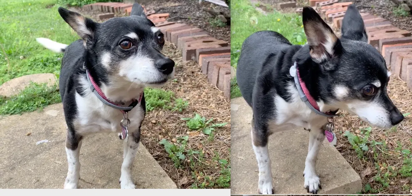 Lost dog in Adamsville, TN, 38310