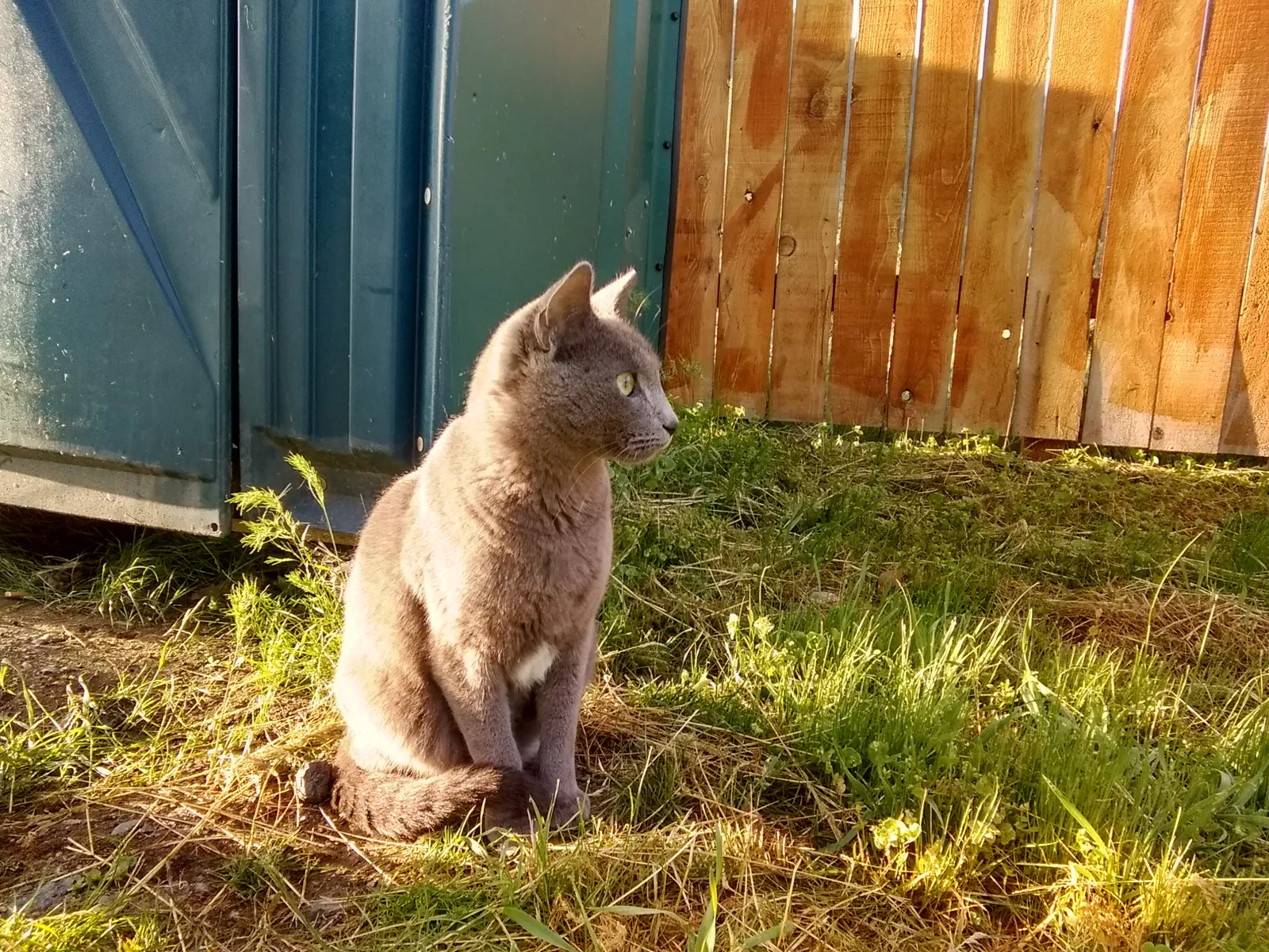 Lost cat in Jacksonville, OR, 97530