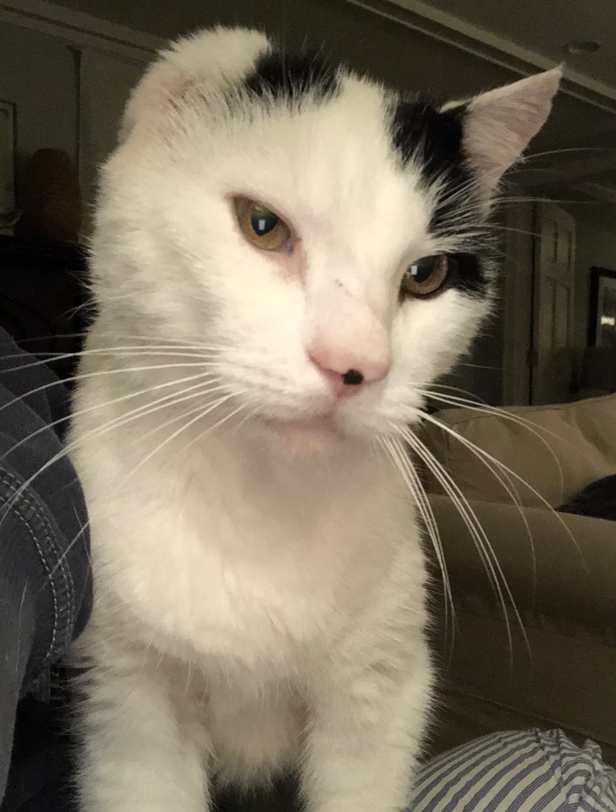 Lost cat in Birmingham, AL, 35243