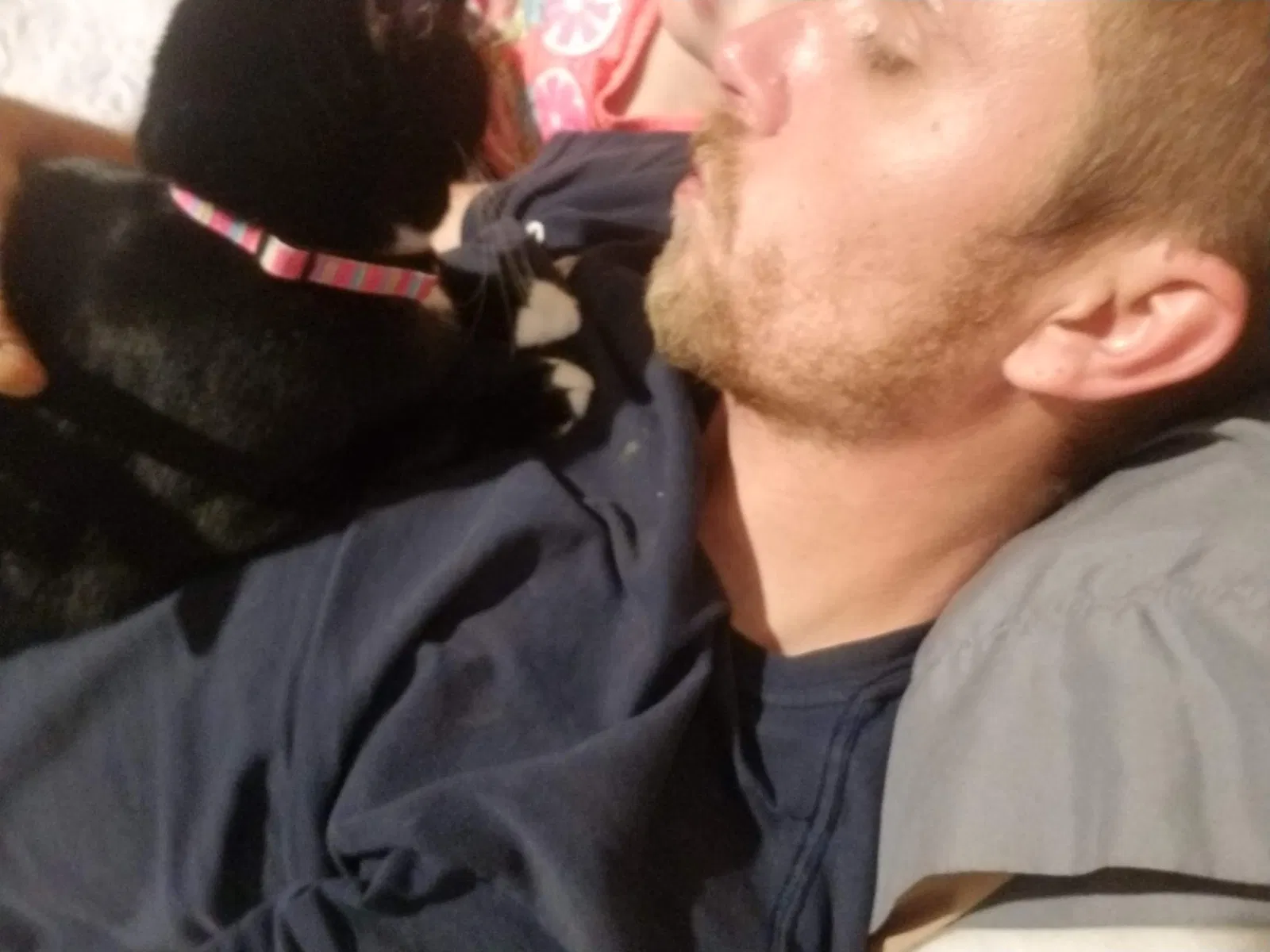 Lost cat in Mooringsport, LA, 71060