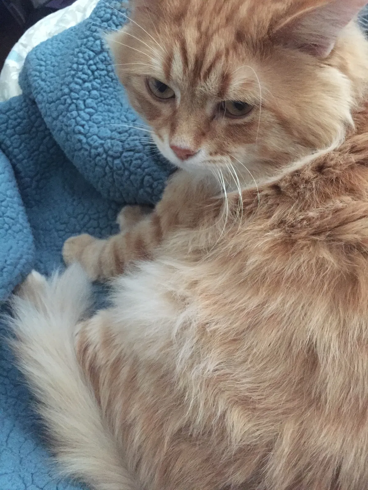 Lost cat in Wyoming, MI, 49519
