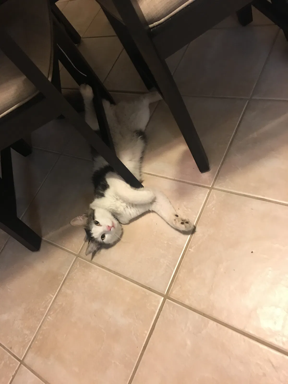 Lost cat in Dallas, TX, 75241
