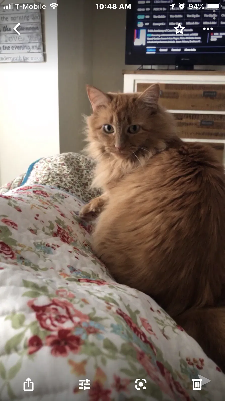 Lost cat in Littleton, CO, 80130