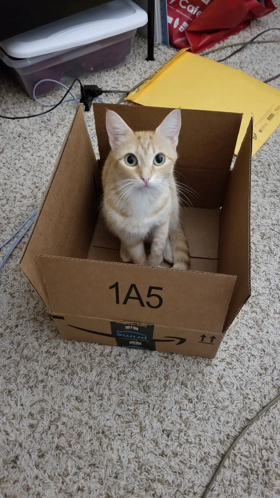 Lost cat in Fairfield, CA, 94533