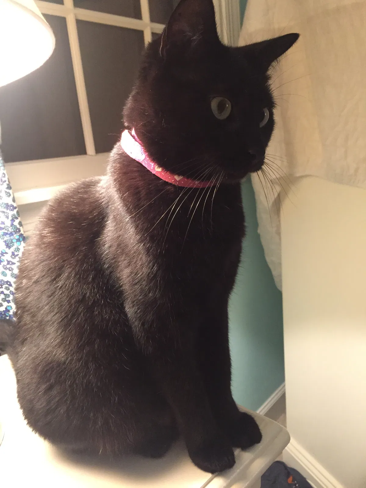 Lost cat in Wilmington, NC, 28401