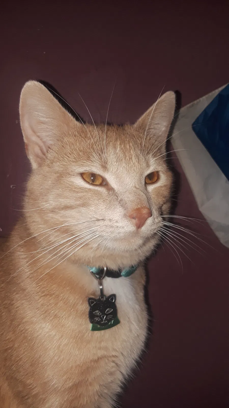 Lost cat in Dry Ridge, KY, 41035