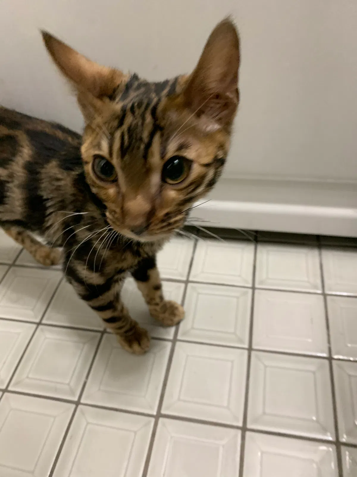 Lost cat in Minneapolis, MN, 55432