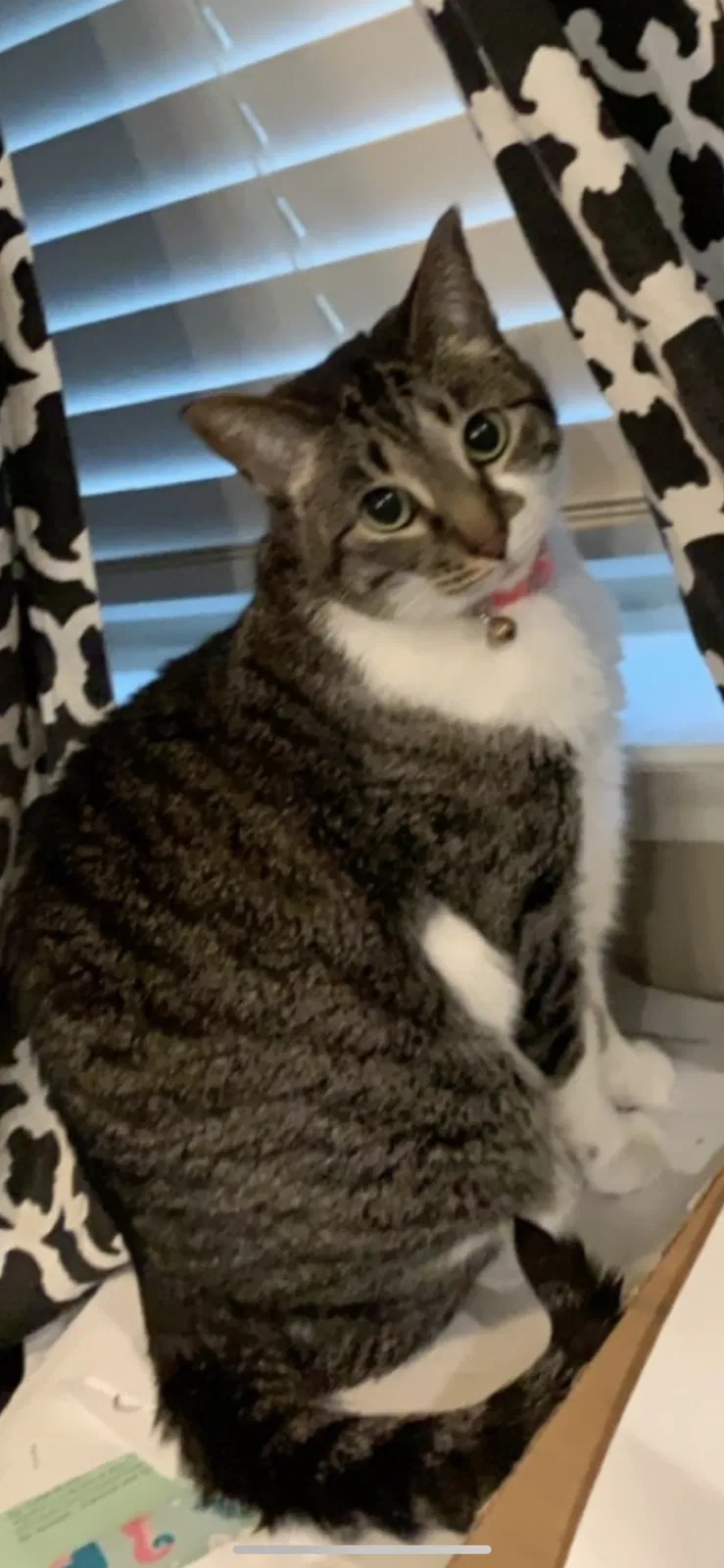 Lost cat in Lubbock, TX, 79423