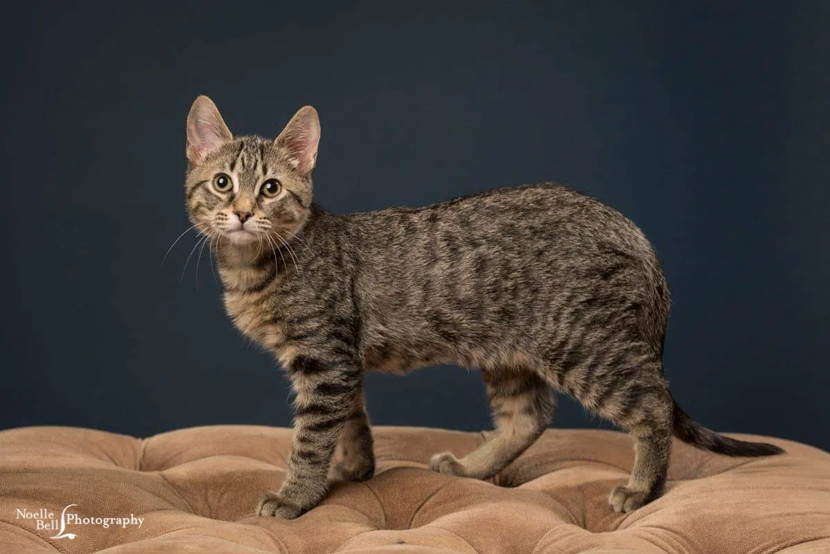 Lost cat in Rockwood, TN, 37854
