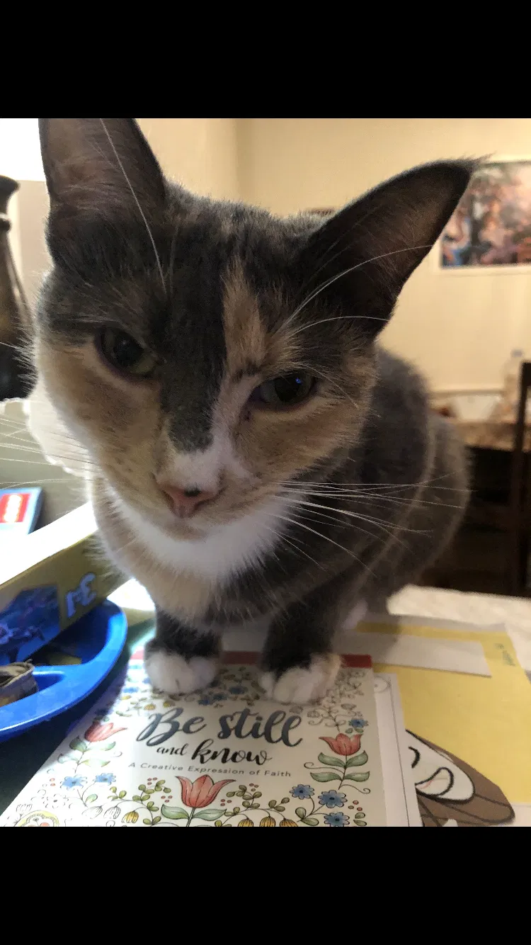 Lost cat in Henrico, VA, 23238
