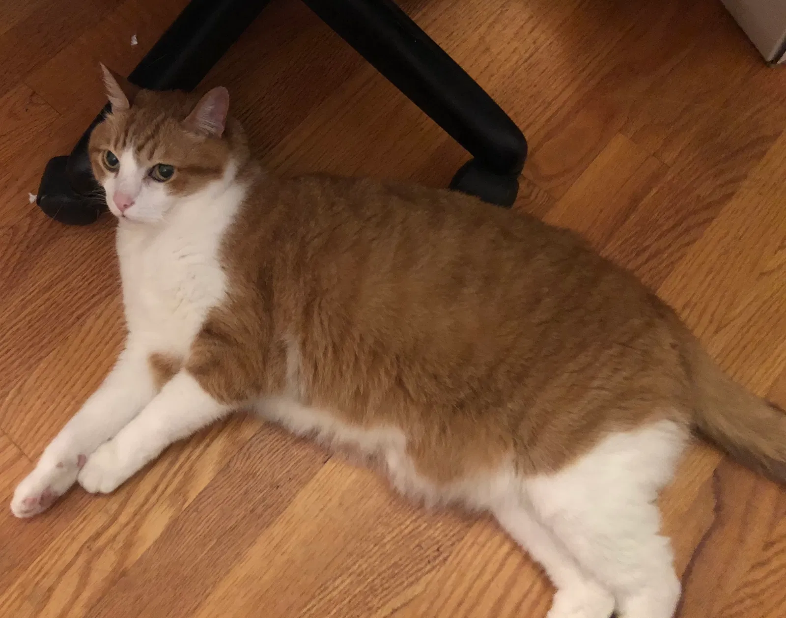 Lost cat in Chattanooga, TN, 37415