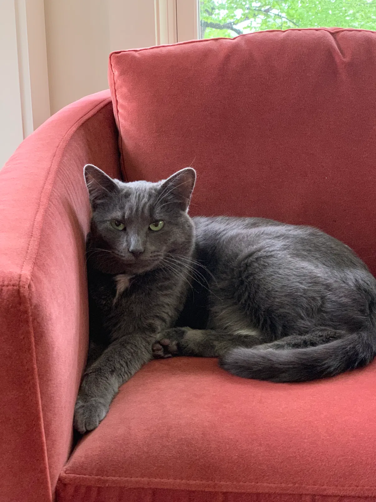 Lost cat in Minneapolis, MN, 55444